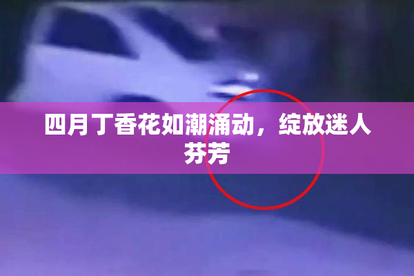 四月丁香花如潮涌动，绽放迷人芬芳
