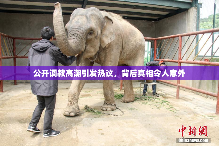 公开调教高潮引发热议，背后真相令人意外
