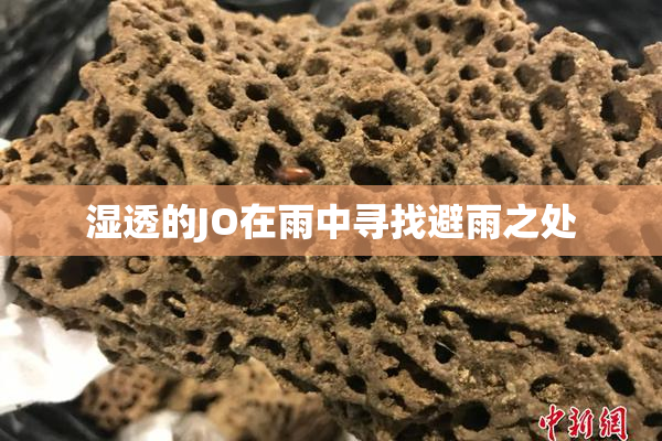 湿透的JO在雨中寻找避雨之处