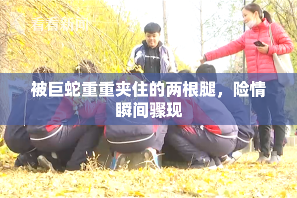 被巨蛇重重夹住的两根腿，险情瞬间骤现