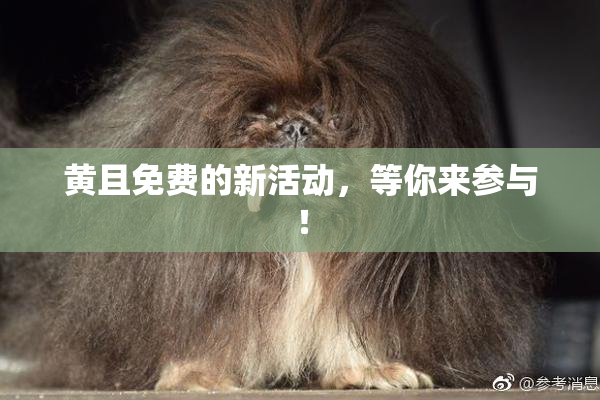黄且免费的新活动，等你来参与！