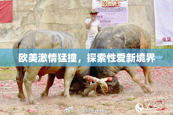欧美激情猛撞，探索性爱新境界