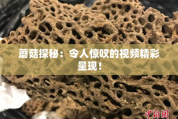 蘑菇探秘：令人惊叹的视频精彩呈现！