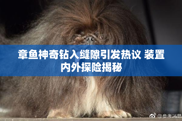 章鱼神奇钻入缝隙引发热议 装置内外探险揭秘