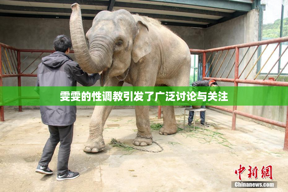 雯雯的性调教引发了广泛讨论与关注