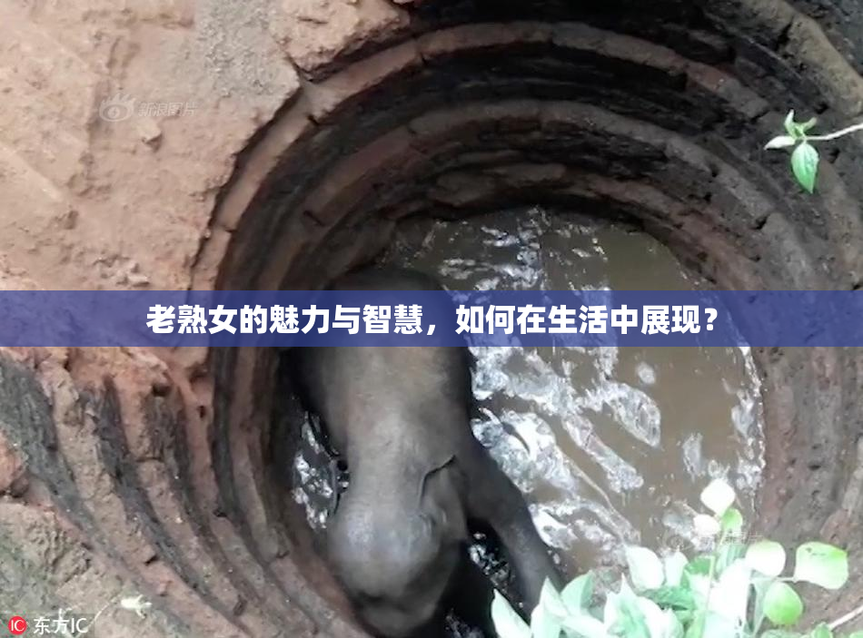 老熟女的魅力与智慧，如何在生活中展现？