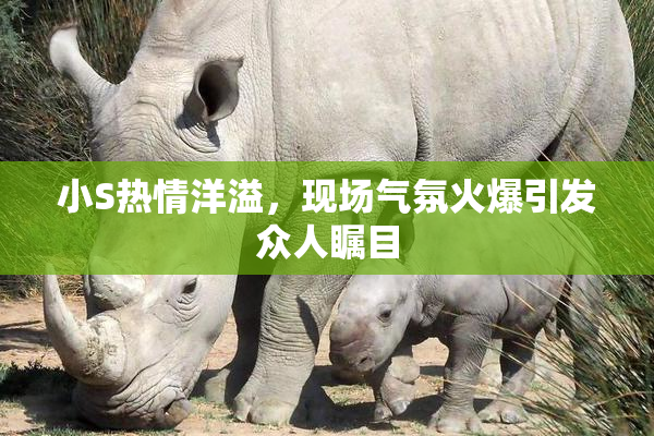 小S热情洋溢，现场气氛火爆引发众人瞩目