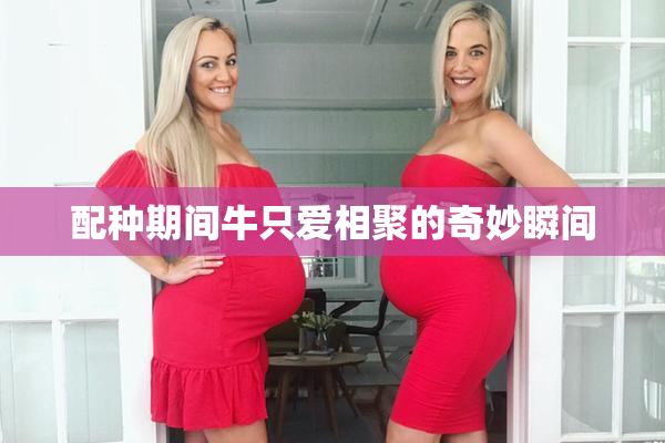 配种期间牛只爱相聚的奇妙瞬间