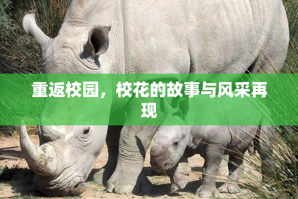 重返校园，校花的故事与风采再现