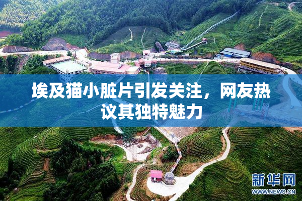 埃及猫小脏片引发关注，网友热议其独特魅力