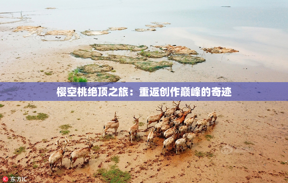 樱空桃绝顶之旅：重返创作巅峰的奇迹