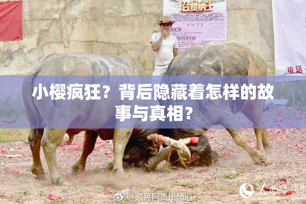 小樱疯狂？背后隐藏着怎样的故事与真相？