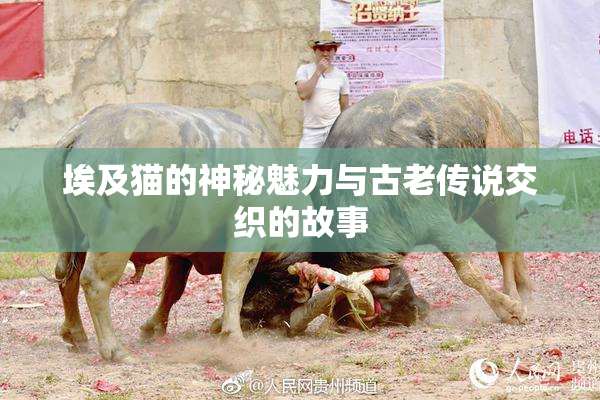 埃及猫的神秘魅力与古老传说交织的故事