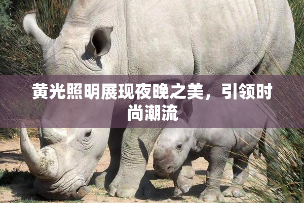 黄光照明展现夜晚之美，引领时尚潮流