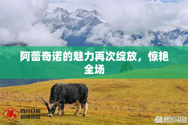 阿蕾奇诺的魅力再次绽放，惊艳全场