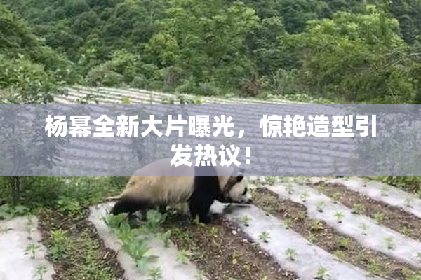 杨幂全新大片曝光，惊艳造型引发热议！