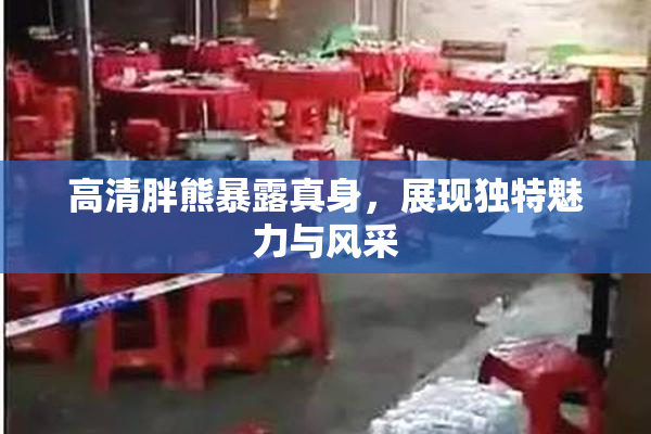 高清胖熊暴露真身，展现独特魅力与风采
