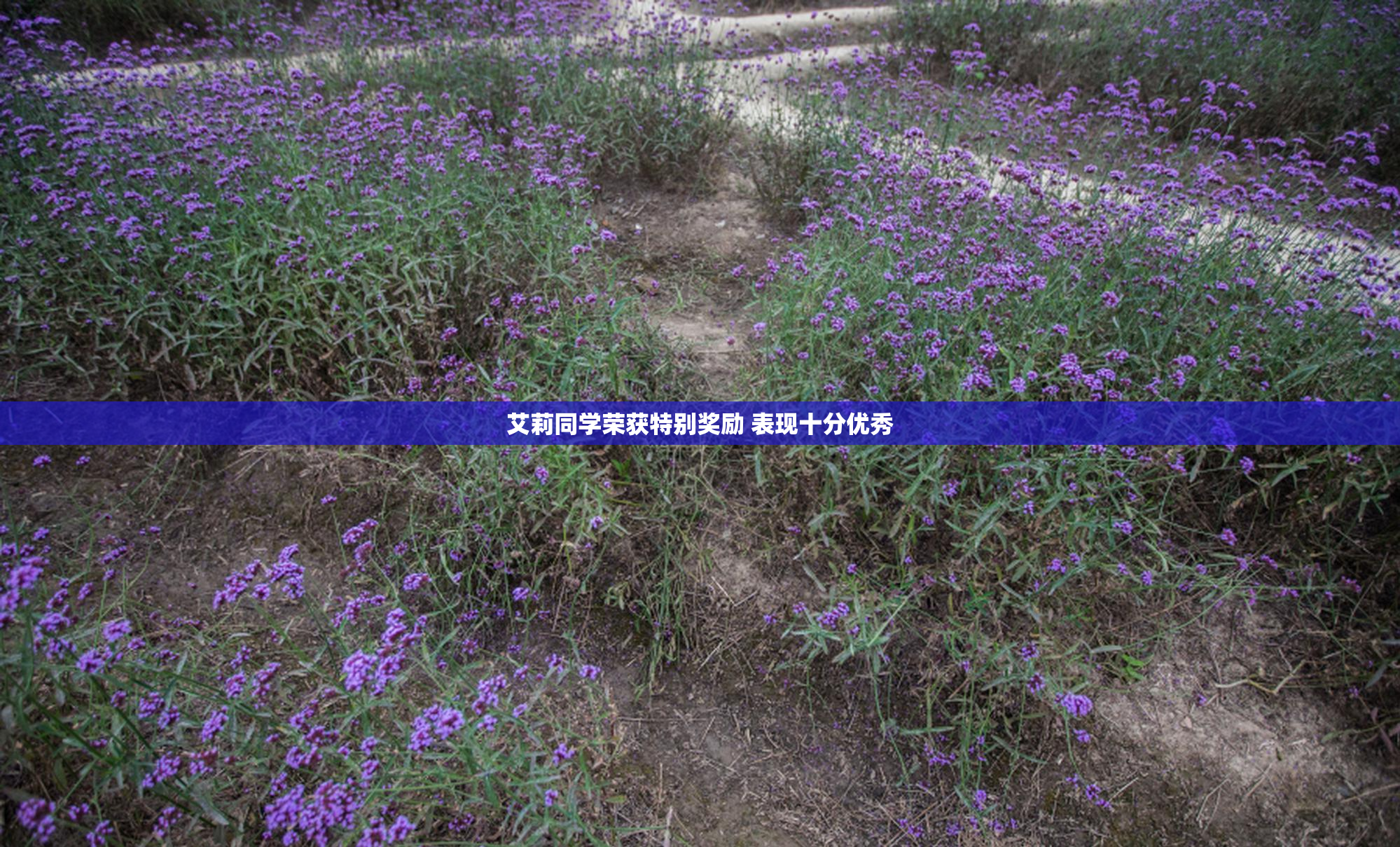 艾莉同学荣获特别奖励 表现十分优秀