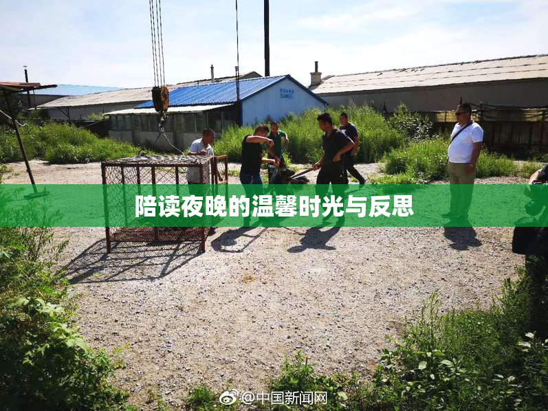 陪读夜晚的温馨时光与反思
