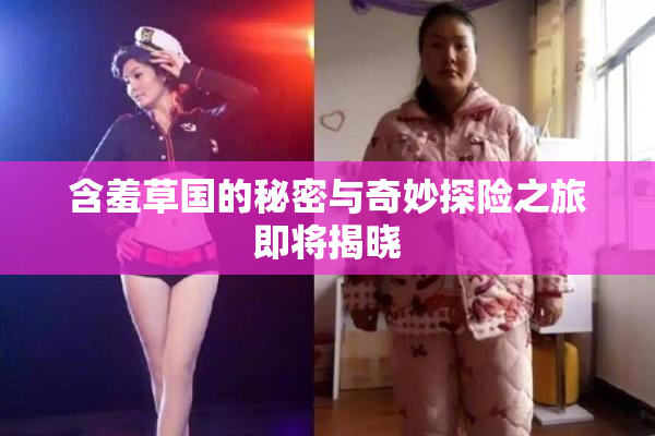 含羞草国的秘密与奇妙探险之旅即将揭晓