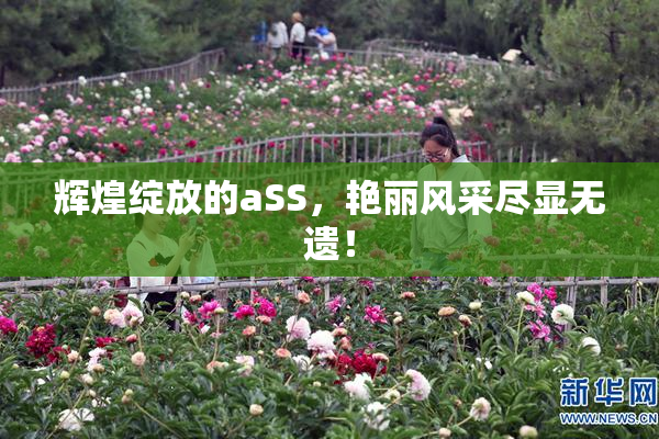辉煌绽放的aSS，艳丽风采尽显无遗！