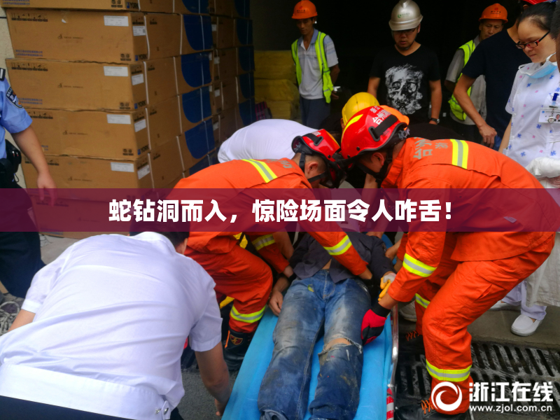 蛇钻洞而入，惊险场面令人咋舌！