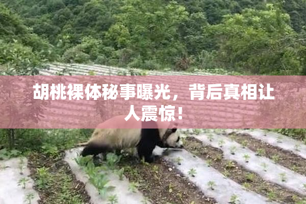 胡桃裸体秘事曝光，背后真相让人震惊！