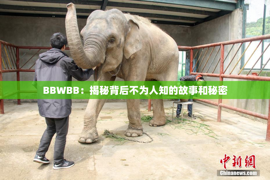 BBWBB：揭秘背后不为人知的故事和秘密