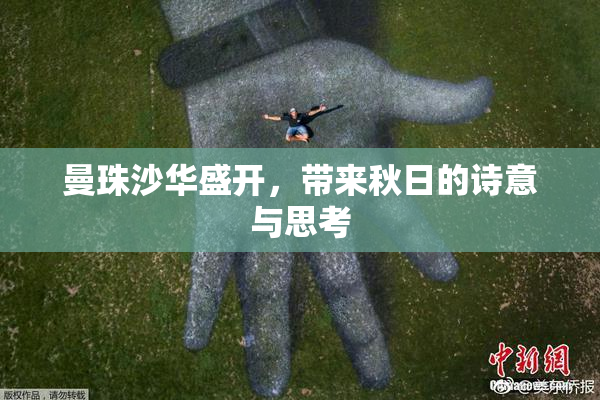 曼珠沙华盛开，带来秋日的诗意与思考