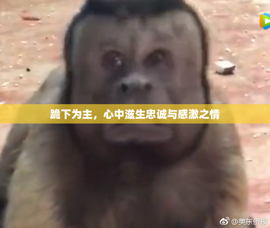跪下为主，心中滋生忠诚与感激之情