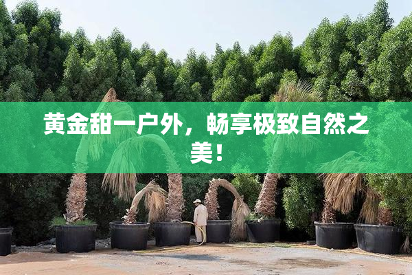 黄金甜一户外，畅享极致自然之美！