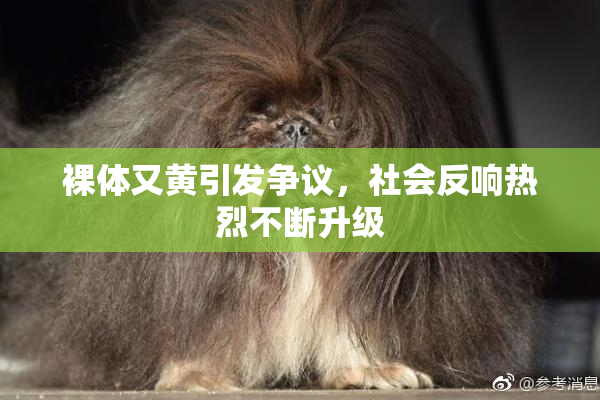 裸体又黄引发争议，社会反响热烈不断升级